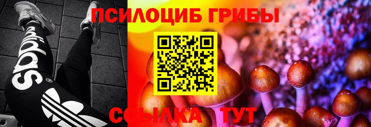 Псилоцибиновые грибы GOLDEN TEACHER  Вход с VPN  Псилоцибиновые грибы прущие грибы  Салехард 